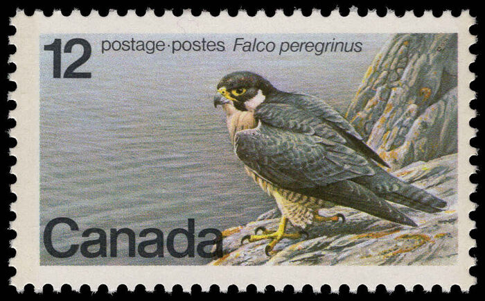 Canada 1978 Peregrine Falcon unmounted mint.