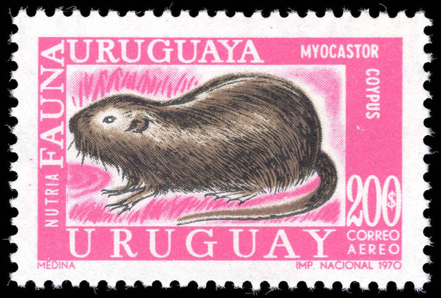 Uruguay 1970 200p Coypu unmounted mint.