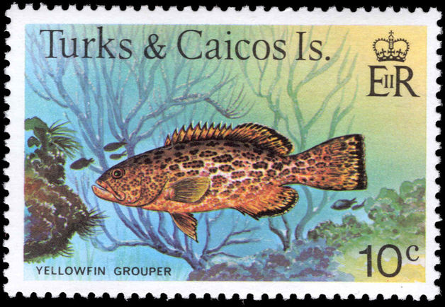 Turks & Caicos Islands 1978-83 10c Yellow-Finned Grouper no imprint unmounted mint.
