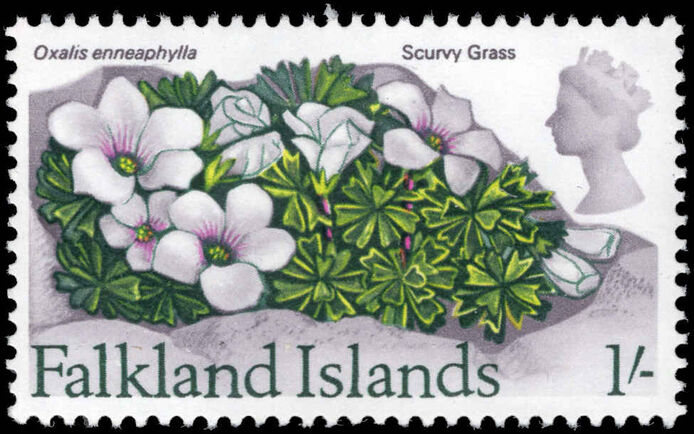 Falkland Islands 1968 1s Scurvy Grass unmounted mint.
