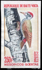 Upper Volta 1964 Woodpecker imperf no gum\
